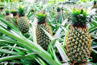 案例｜1天卖掉60万斤菠萝的生鲜电商猝死了